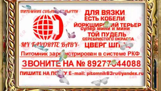 Кобели , шпиц , Йорк , той пудель , в Тольятти , 89277844088 Виктория смотреть онлайн