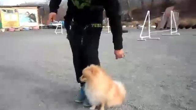 Дрессировка померанского шпица смотреть онлайн