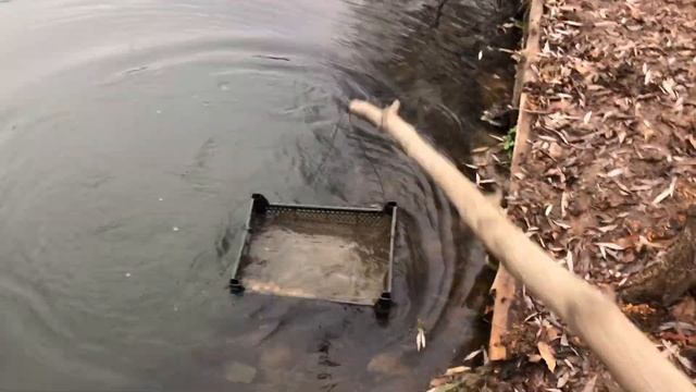 Кормление рыбы и раков в пруду на дачном участке. Эксперимент в ноябре. Часть 2. Результат смотреть онлайн