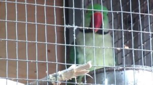 Попугаи Корелла Советы по уходу и разведению