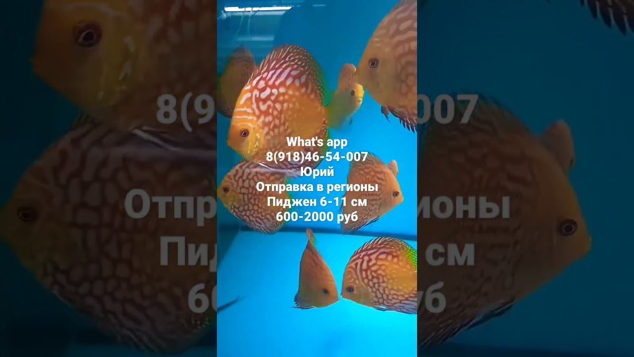Продажа Дискусов . #aquarium #fish #discus #аквариум #рыбки #shorts #short #дискусы смотреть онлайн