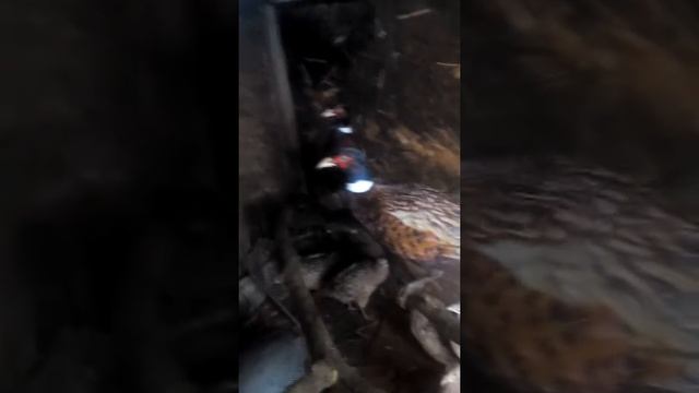 Жизнь цесарок и фазанов смотреть онлайн