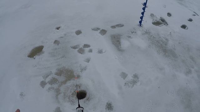 Ловля берша зимой на тюльку. Ловим берша. Как поймать берша.