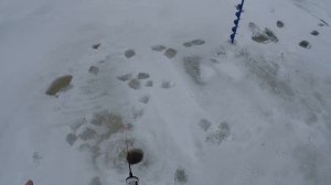 Ловля берша зимой на тюльку. Ловим берша. Как поймать берша.