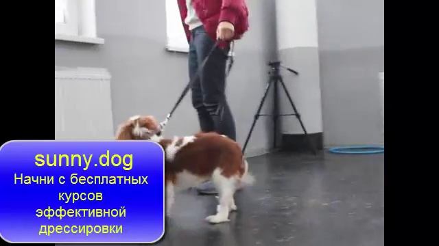 Отучаем щенка подбирать все на улице смотреть онлайн