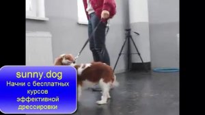 Отучаем щенка подбирать все на улице