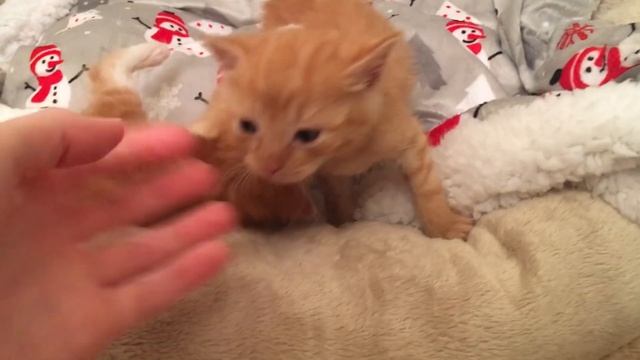 Sleepy Kitten Yawns, Purrs, Cuddles and Squeaks! смотреть онлайн