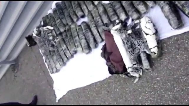 Пограничники обнаружили в тайнике поезда более 480 шкур ягнят каракульской породы смотреть онлайн
