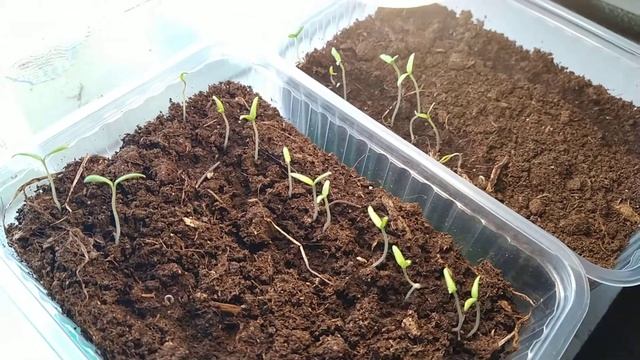 Как правильно подсвечивать рассаду смотреть онлайн