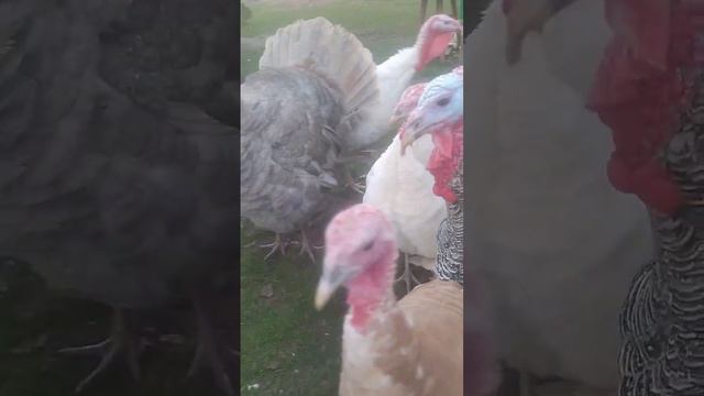 Удивительная жизнь.То,что происходит в моей жизни называется...дурдом😅 смотреть онлайн