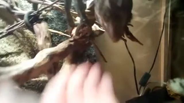 Горох хочет кушать ватную палочку и камеру смешно! смотреть онлайн