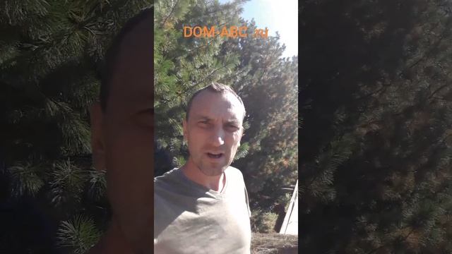 Кедр или сосна сибирская. Растет  30 лет#shorts