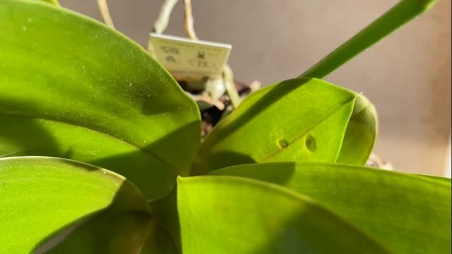 Редкие сортовые орхидеи в Экофлоре 9 июня 2021г. Дасти Бель, Зорро, Джулия, Леко Фантастик ...