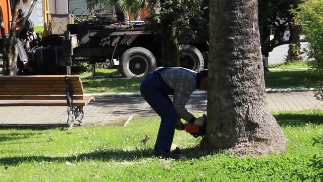 Спиливание пальм, пораженных пальмовым долгоносиком смотреть онлайн