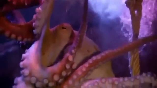 Octopus oracle predicts outcome of U.S. vs. Germany match смотреть онлайн