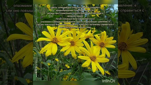 Травяной сбор. Полезные травы. Травяной чай. Какие травы собирать летом для ароматного чая смотреть онлайн