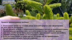 Формирование Ели - Прищипывание Растений - Как Сдержать Рост Хвойных