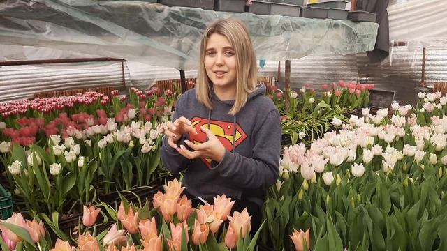 ЧИ МОЖНА ВИКОРИСТОВУВАТИ ЦИБУЛИНИ ТЮЛЬПАНІВ ПІСЛЯ ВИГОНКИ? УСІ ЗА І ПРОТИ! смотреть онлайн