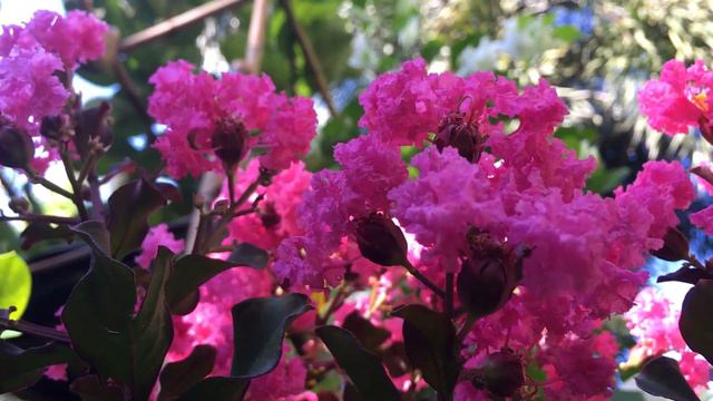 Crape Myrtle Flowers | Long-blooming Flower | Relaxing In Our Garden