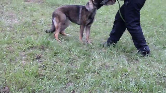 Паппельпарк Пуля 6 мес. первое занятие ЗКС смотреть онлайн