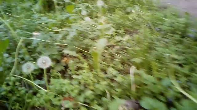 Птенец дрозда-рябинника смотреть онлайн