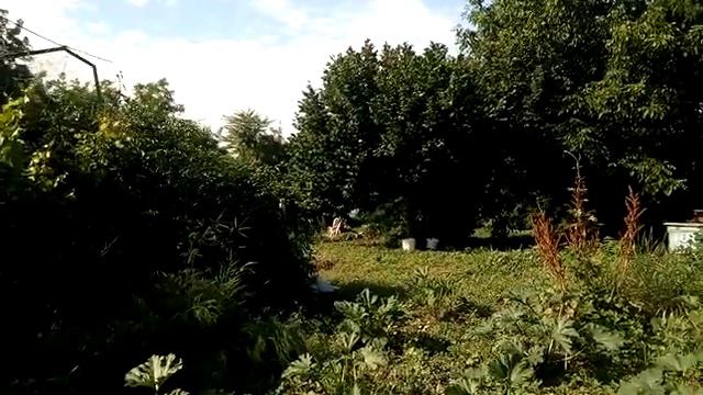 Первый урожай кабачков. Огород начинает кормить. смотреть онлайн