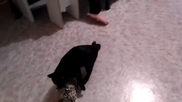 Кот и тигренок