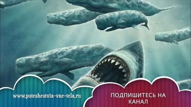 СОННИК - К чему снится АКУЛА? смотреть онлайн