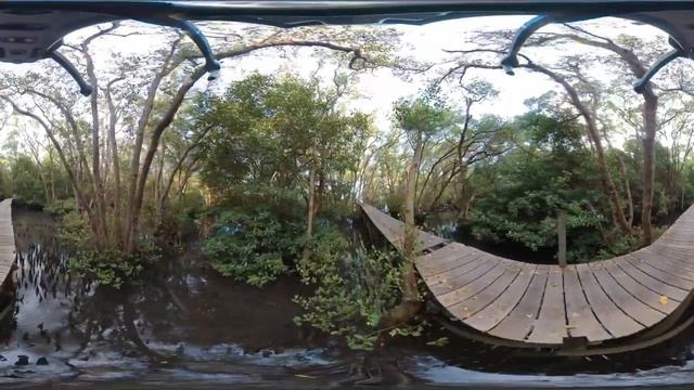 Мангровый лес. Mangrove Forest Bali.