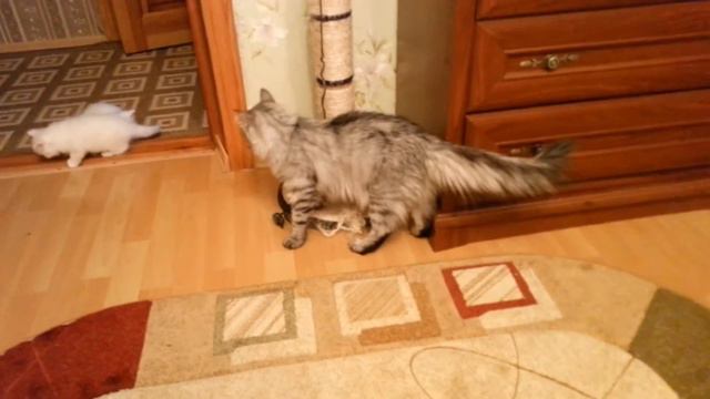 кошка и котята