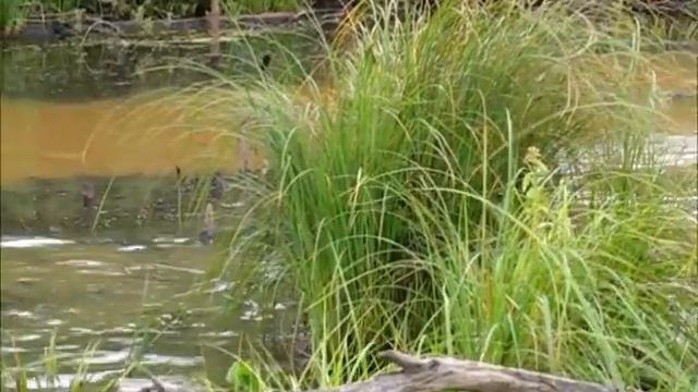 Состязания легавых на приз Доранны 2012 - часть 2 смотреть онлайн