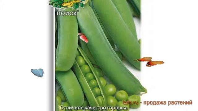 Горох овощной Юрга (yurga) ? овощной горох Юрга обзор: как сажать, семена гороха Юрга