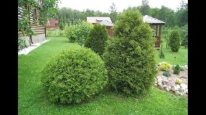 ? Великолепие ландшафтного дизайна - туя Вудварди (Woodwardii)