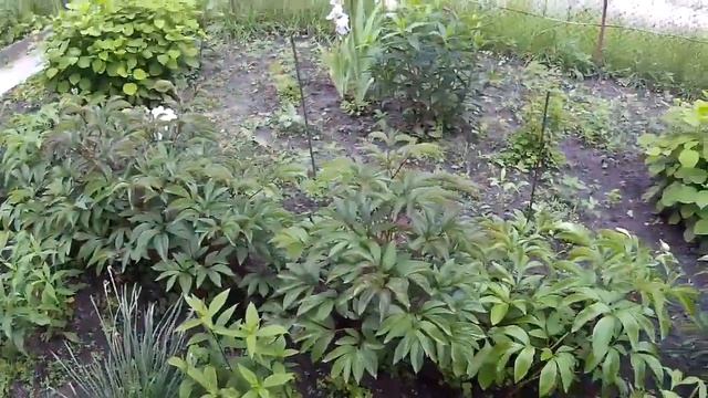 НОВОЕ ПРИОБРЕТЕНИЕ ЦВЕТУТ ПИОНЫ смотреть онлайн