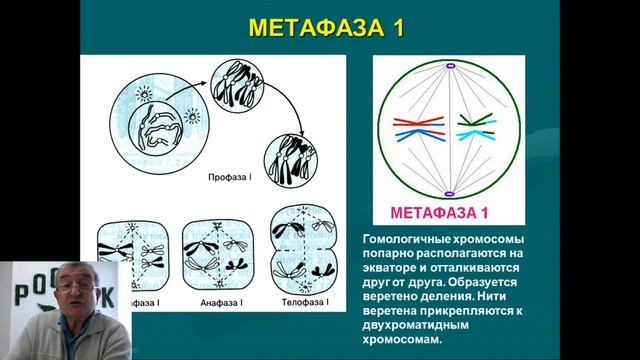 Трансляция/Доказательная биология/Мейоз. Педагог Книсс Владимир Александрович смотреть онлайн