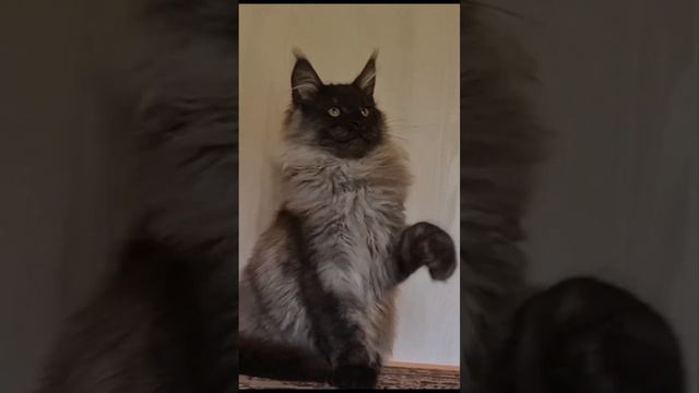 Jet Maritaicor , color black smoky (ns) смотреть онлайн