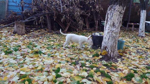 Утро с Снапиком 🥰 Привет Друзья! 😘💕🐾 #снап #бультерьер #щенок смотреть онлайн