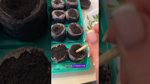 Черенкование калибрахоа смотреть онлайн