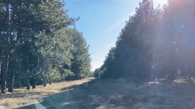 Амарок по лесу,а мы не отстаём на..... смотреть онлайн