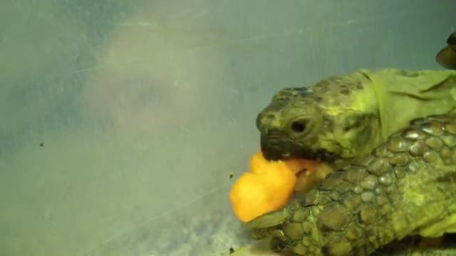 Hungry Tortoises, Samsung HMX-H300, Long Clips Editing Problems смотреть онлайн
