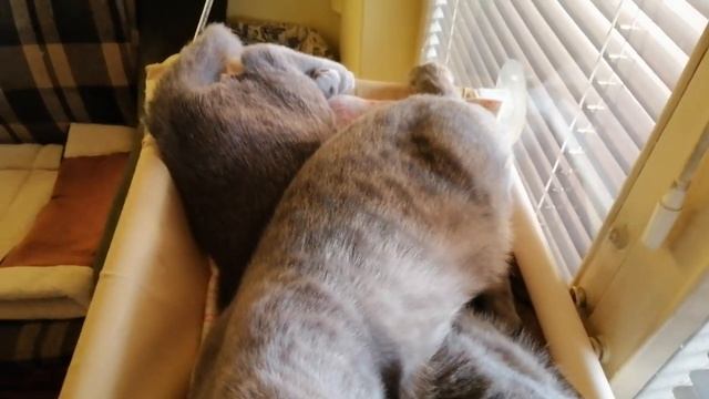 Две, сестры! смотреть онлайн