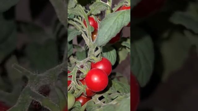 Томат Каменный цветок на подоконнике смотреть онлайн