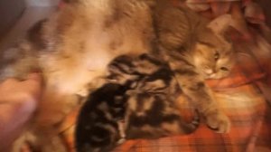 ? Как понять что кошка скоро будет рожать?