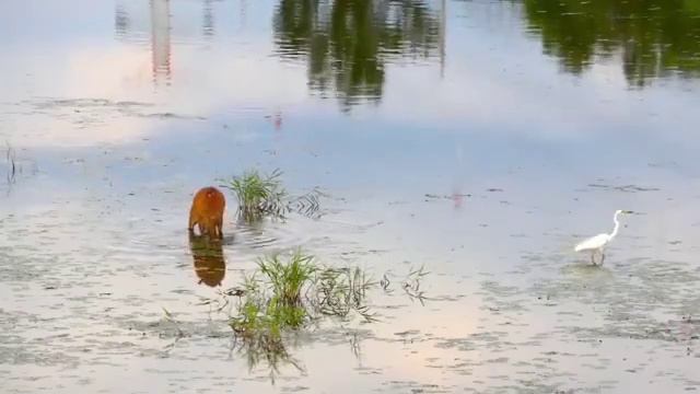 Beautiful Birds sound And Flute Music 🎵🎶 Combined Nature Relax смотреть онлайн