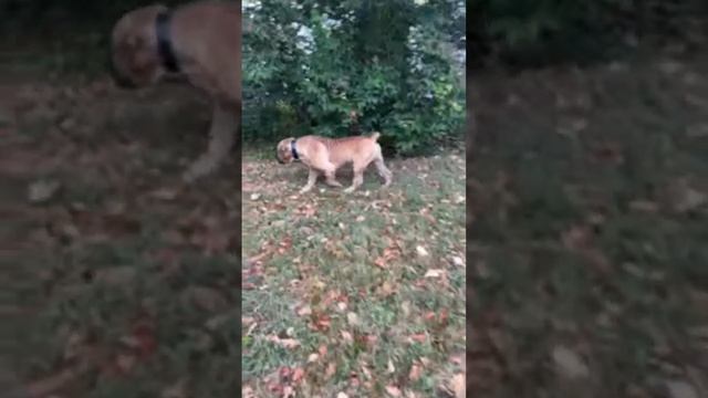 Boerboel LIFE смотреть онлайн
