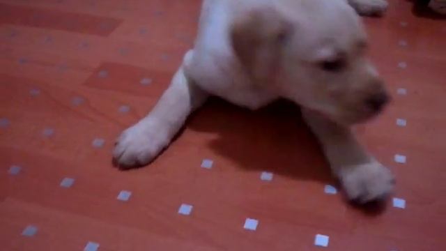 лабрадор 2 месяца.mp4 смотреть онлайн