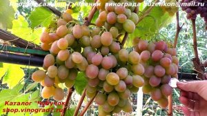 Виноград Хамелеон ранний, крупные грозди, ягоды необычного цвета вкуса (Пузенко Наталья Лариасовна)