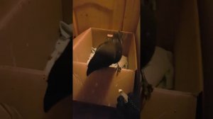 Уход и содержание чёрного вОрона в домашних условиях