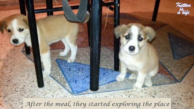 Rescue two puppies who were searching for food (part 1) смотреть онлайн