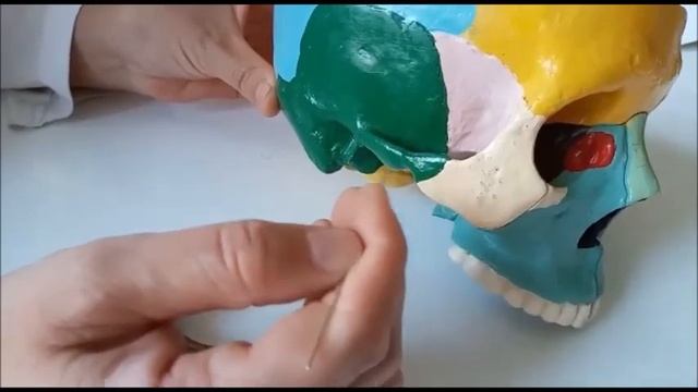 Кости лицевого черепа смотреть онлайн